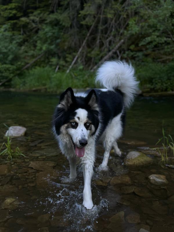 /Images/uploads/Big White Dog Photography/love-unleashed/entries/34120.jpg